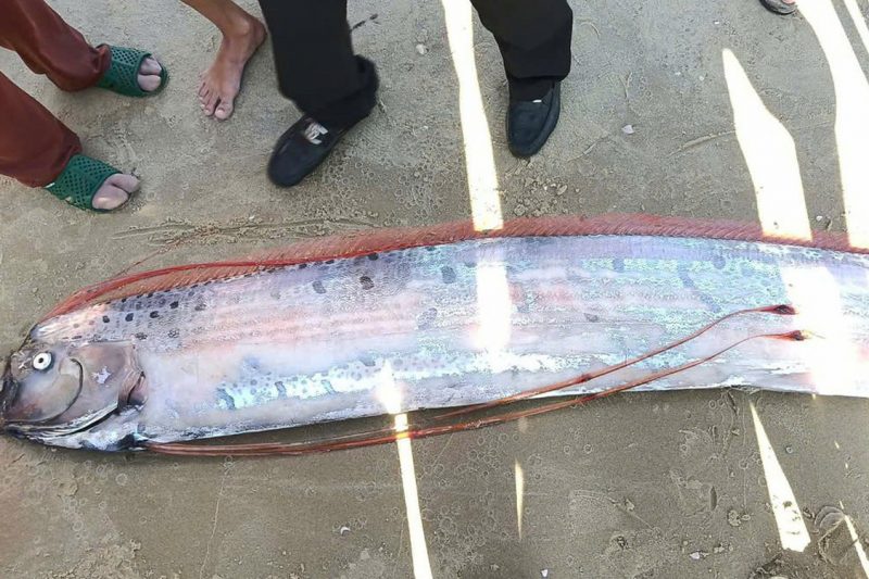 Cá Rồng Biển Xuất Hiện Tại La Gi: Cơ Hội Mới Cho Nhà Đầu Tư BĐS